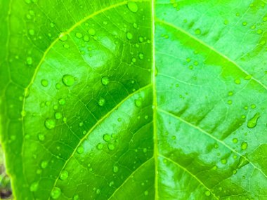 Su damlaları ile yeşil yaprak doğa arka planı