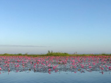 Mor çiçekli pembe su zambağı gölün arka planında çiçek açar.