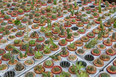 Arka planda küçük çeşitlilikte kaktüs bitkisi var.