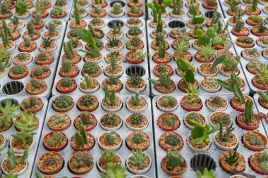 Arka planda küçük çeşitlilikte kaktüs bitkisi var.