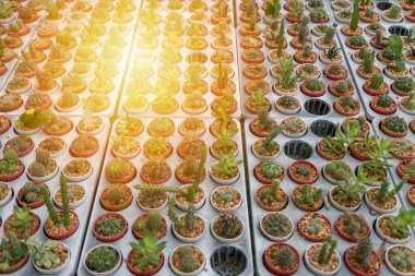 Arka planda küçük çeşitlilikte kaktüs bitkisi var.