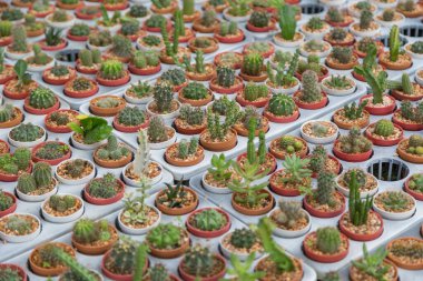 Arka planda küçük çeşitlilikte kaktüs bitkisi var.