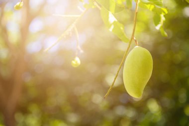 Ağacın üzerinde doğa kökenli mango.