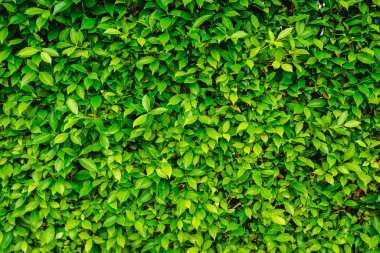 Yeşil doğa arkaplanını terk eder