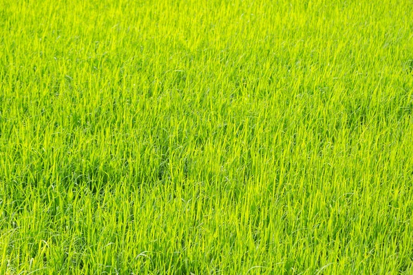 Φωτεινό Πράσινο Ρύζι Τομέα Φόντο Φύση — Φωτογραφία Αρχείου
