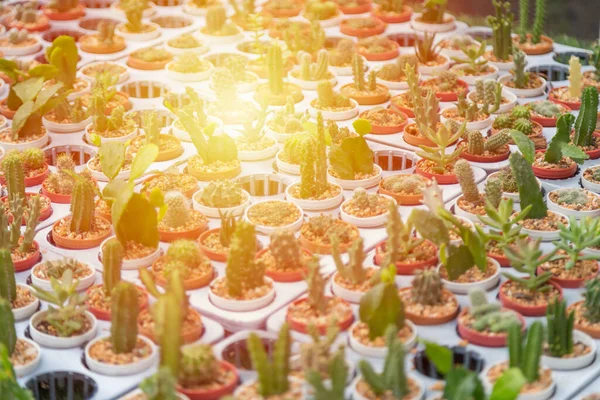Minifajta Kaktusznövény Sora Cserép Hátterében — Stock Fotó