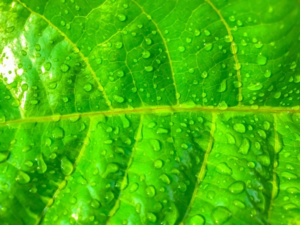 Зелений Лист Краплями Води Фон Природи — стокове фото