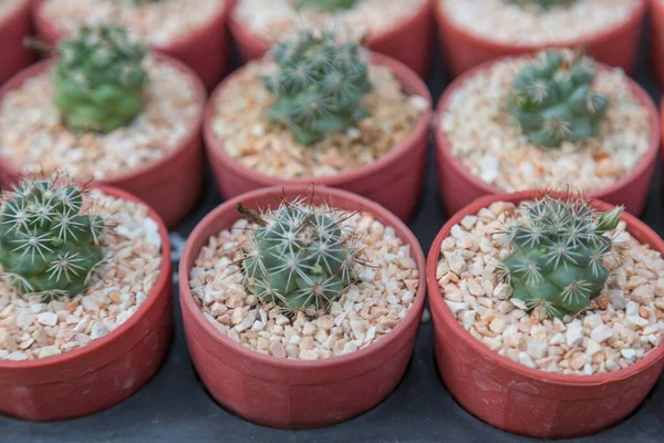 Rij Van Mini Variëteit Type Cactus Plant Pot Achtergrond — Stockfoto