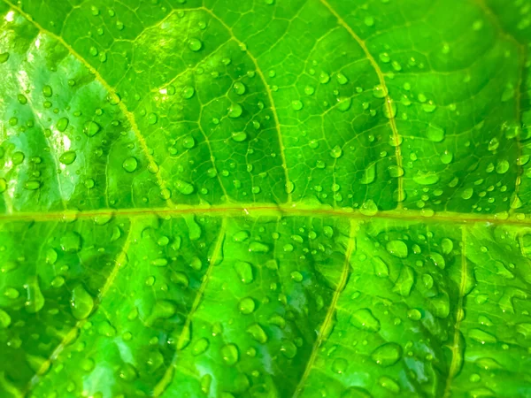 Зеленый Лист Капельками Воды — стоковое фото