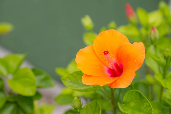 Barva Květiny Zeleným Přírodním Pozadím — Stock fotografie