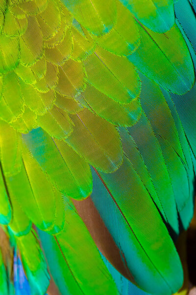 Крупный план разноцветных перьев попугая