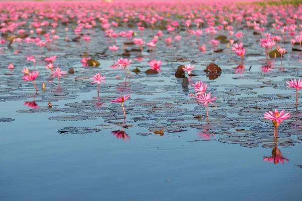 Lírio Água Rosa Com Flores Roxas Florescer Fundo Lago — Fotografia de Stock