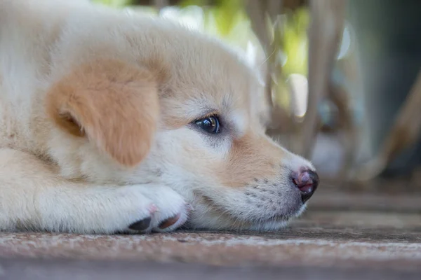 Cachorros Pequenos Bonitos Estão Agachando Procurando Brincar Chão — Fotografia de Stock