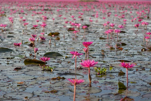 Розовая Водяная Лилия Фиолетовыми Цветами Цветет Фоне Озера — стоковое фото