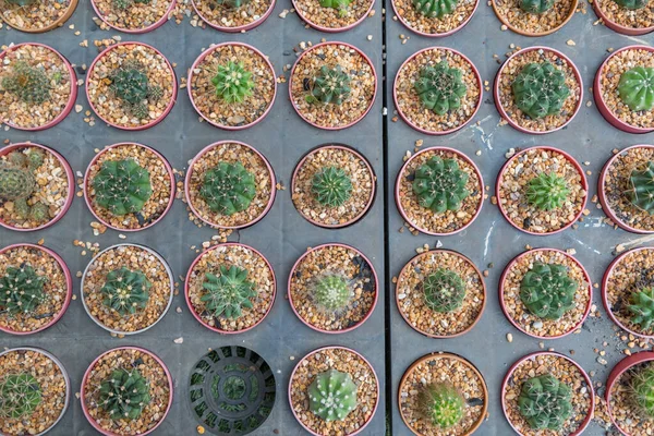 Rij Van Mini Variëteit Type Cactus Plant Pot Achtergrond — Stockfoto