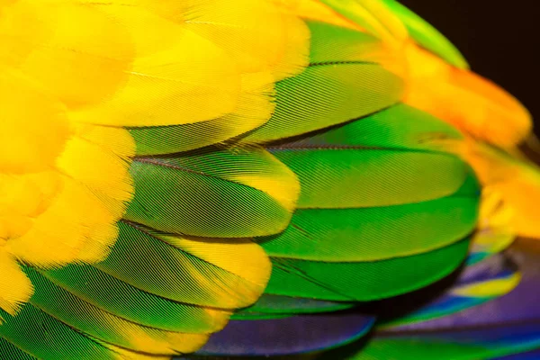 Close Fundo Penas Papagaio Colorido — Fotografia de Stock