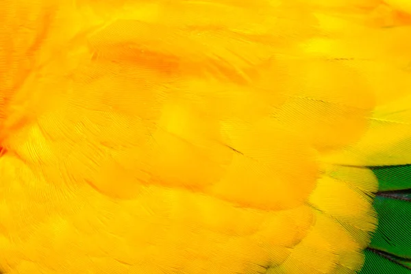 Renkli Papağan Tüyü Arkaplanı Kapat — Stok fotoğraf