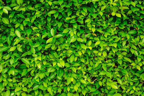 Zielone Liście Tło Natury — Zdjęcie stockowe