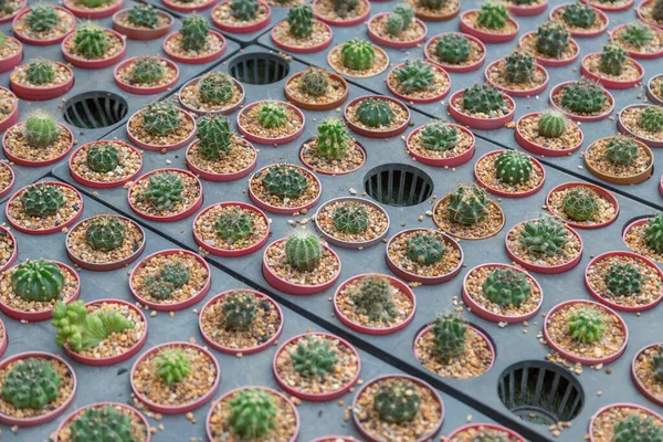 Rangée Plante Cactus Type Mini Variété Dans Fond Pot — Photo