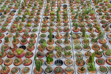 Arka planda küçük çeşitlilikte kaktüs bitkisi var.