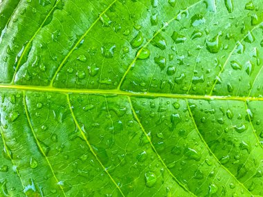 Su damlaları ile yeşil yaprak doğa arka planı