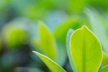 Yeşil doğa arka planında taze yaprakların yakınlaştırılması