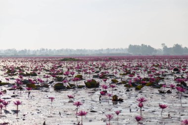 Mor çiçekli pembe su zambağı gölün arka planında çiçek açar.