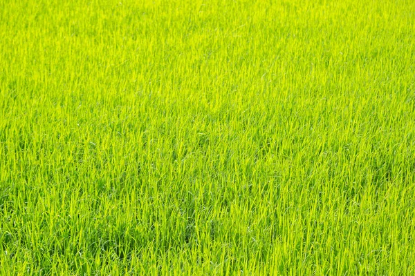 Φωτεινό Πράσινο Ρύζι Τομέα Φόντο Φύση — Φωτογραφία Αρχείου