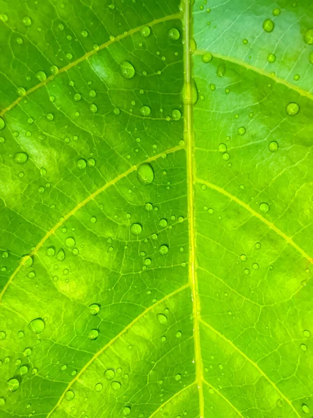 Zielony Liść Kroplami Wody Tło Natury — Zdjęcie stockowe