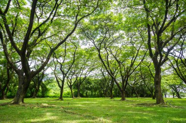Yeşil arka planlı büyük ağaç