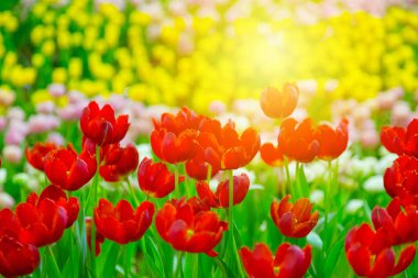 Doğası gereği renkli lale çiçekleri.