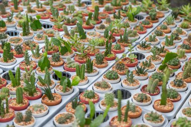 Arka planda küçük çeşitlilikte kaktüs bitkisi var.