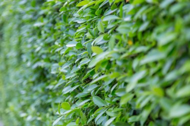 Yeşil doğa arkaplanını terk eder