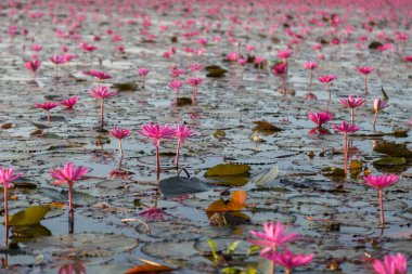 Mor çiçekli pembe su zambağı gölün arka planında çiçek açar.