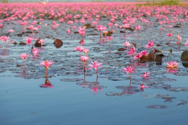 Mor çiçekli pembe su zambağı gölün arka planında çiçek açar.