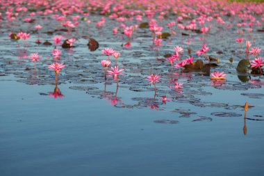 Mor çiçekli pembe su zambağı gölün arka planında çiçek açar.