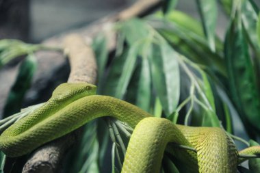 Beyaz Dudaklı Çukur Viper şubede geziniyor.