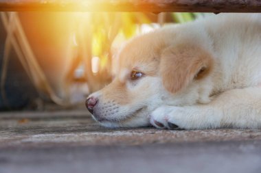 Şirin küçük yavrular yerde çömelip oyun oynamak için fırsat kolluyorlar.