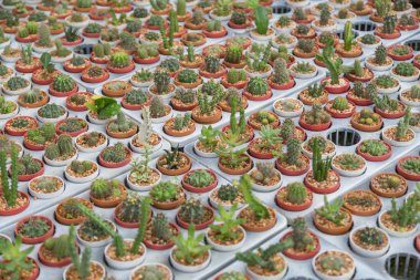 Arka planda küçük çeşitlilikte kaktüs bitkisi var.