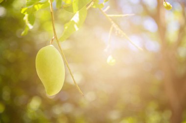 Ağacın üzerinde doğa kökenli mango.