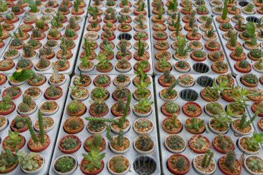 Arka planda küçük çeşitlilikte kaktüs bitkisi var.