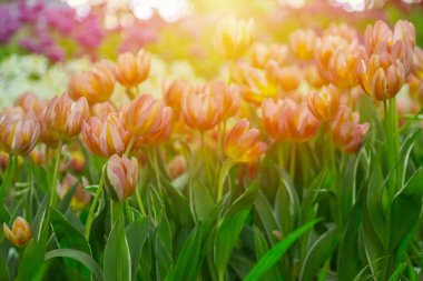 Lale çiçekleri, doğa arka planı için yeşil kullanıma sahip seçici odak