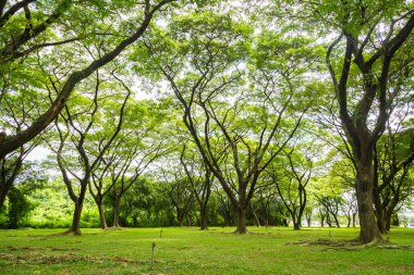 Yeşil arka planlı büyük ağaç
