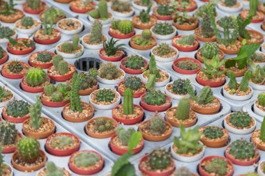 Arka planda küçük çeşitlilikte kaktüs bitkisi var.