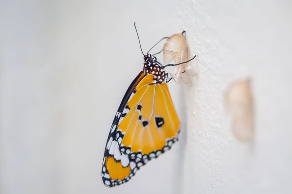 Papillon Avec Pupa Sur Fond Blanc — Photo