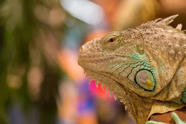 Close Iguana Mostrar Olhos Detalhes Rosto Com Fundo Desfocado — Fotografia de Stock