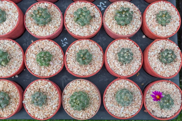Fila Planta Cactus Tipo Mini Variedad Fondo Del Pote —  Fotos de Stock