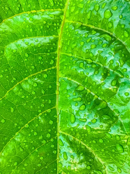緑の葉に水滴の性質背景 — ストック写真