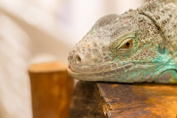 Close Iguana Mostrar Olhos Detalhes Rosto Com Fundo Desfocado — Fotografia de Stock