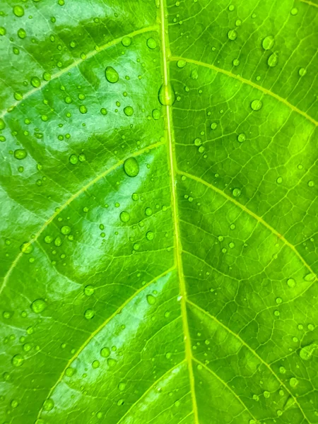 Grönt Löv Med Vattendroppar Natur Bakgrund — Stockfoto